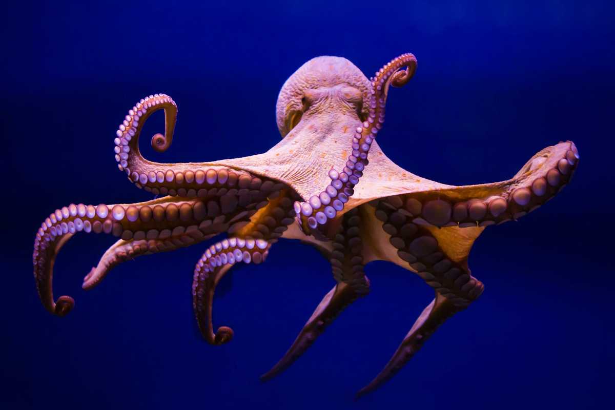 Octopus in dark water