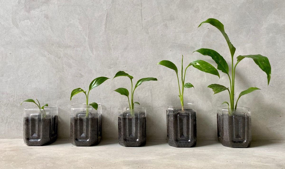 A row of plants growing in jars, with each one higher than the last