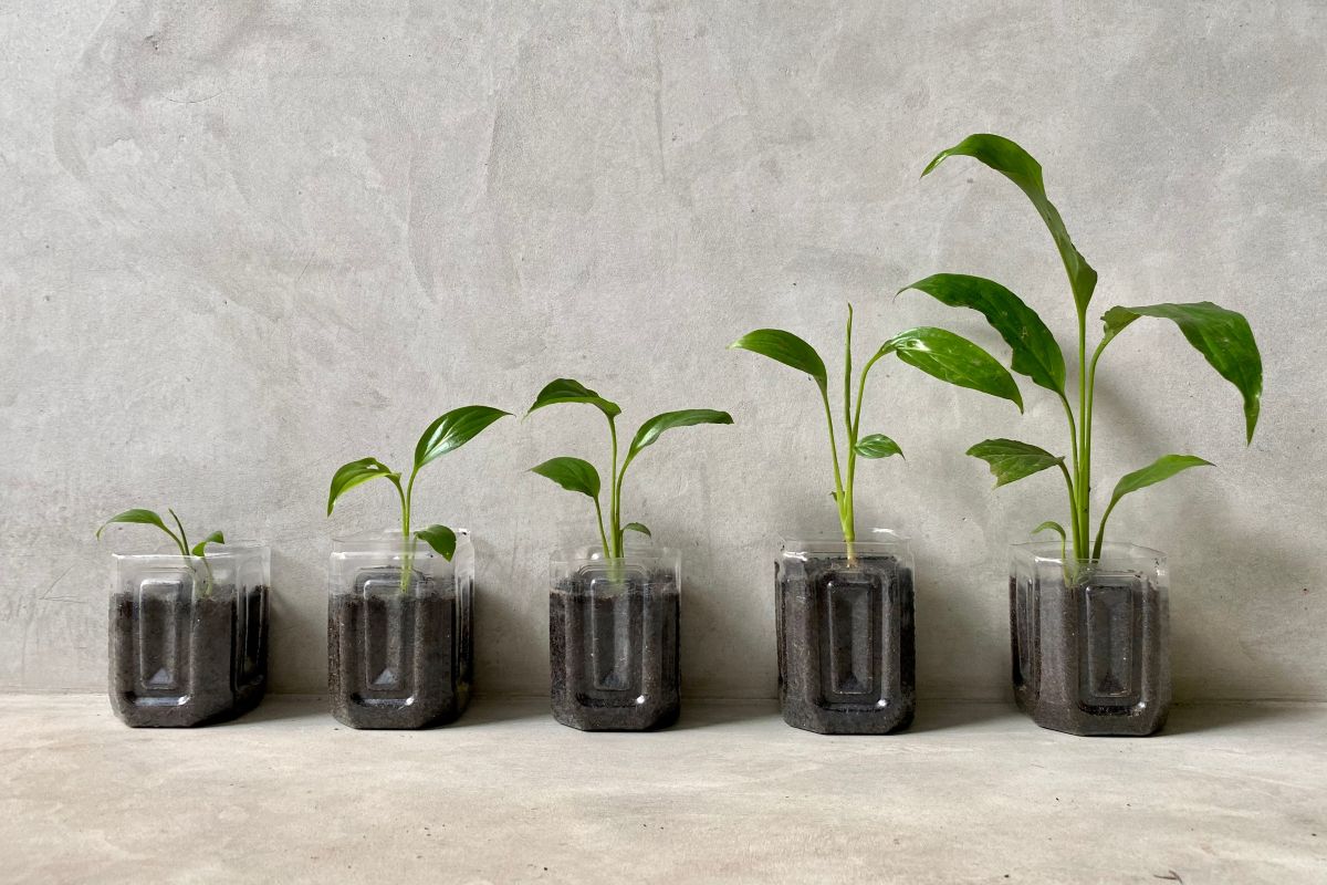 A row of plants growing in jars, with each one higher than the last