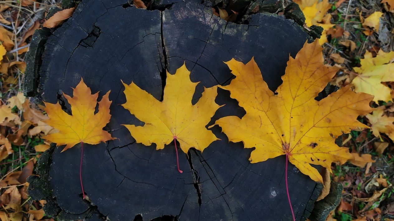 Three maple leaves arranged in order of increasing size