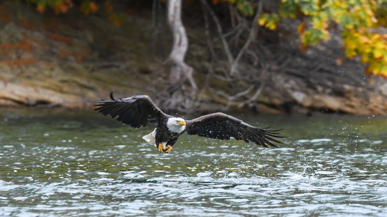 A bald eagle flying over a river