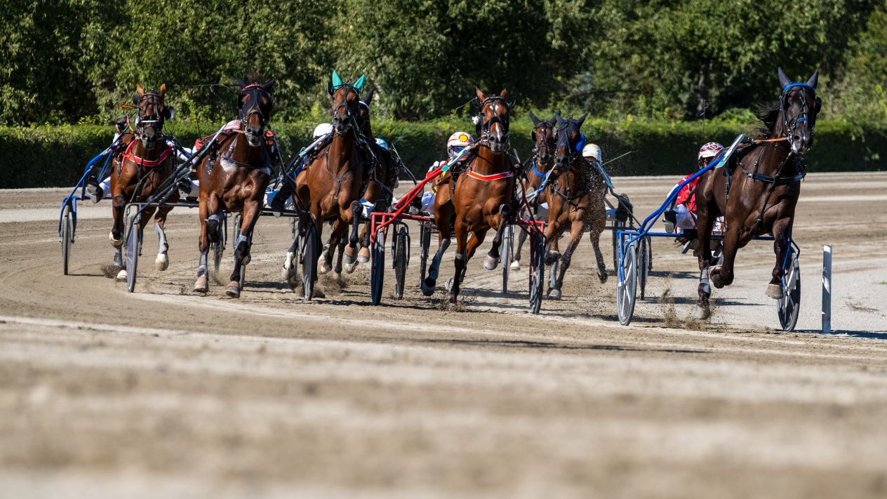 Harness racers on the track